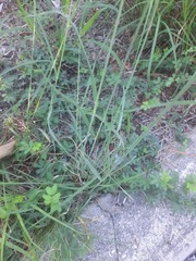 Tridens albescens