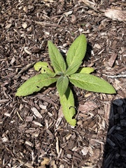 Echium