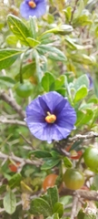 Lycianthes lycioides
