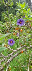 Lycianthes lycioides