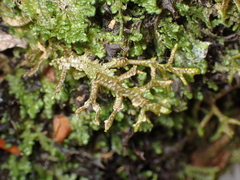 Porella navicularis