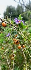 Lycianthes lycioides