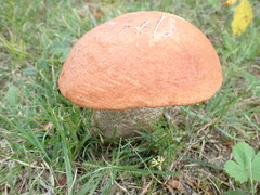 Leccinum aurantiacum
