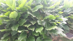 Thaumatococcus daniellii