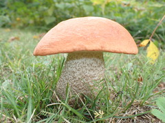 Leccinum aurantiacum