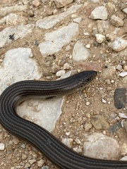 Chalcides striatus
