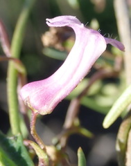 Cyphia digitata digitata