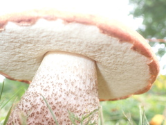 Leccinum aurantiacum
