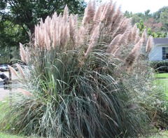 Cortaderia selloana