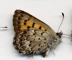 Tharsalea mariposa