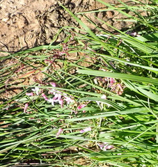 Cyphia digitata digitata