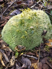 Leucobryum glaucum