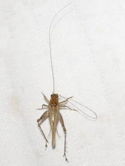 Anaxipha exigua