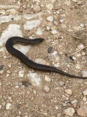 Chalcides striatus