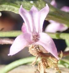 Cyphia digitata digitata