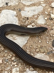 Chalcides striatus