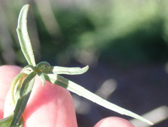 Cyphia digitata digitata