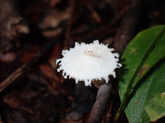 Cystolepiota