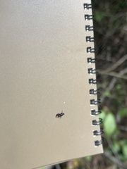 Arthropoda
