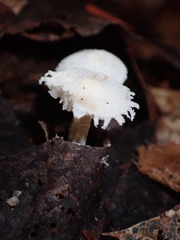Cystolepiota