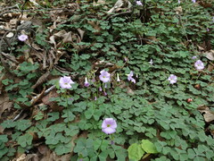 Oxalis violacea