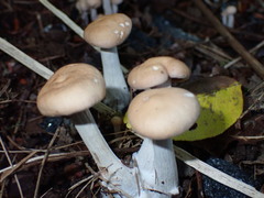 Cyclocybe erebia