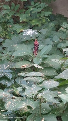 Phytolacca acinosa