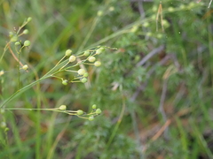 Anthericum ramosum