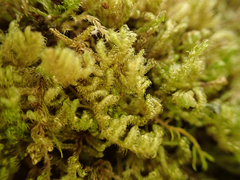 Stereodon subimponens