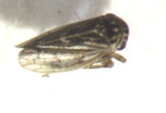 Cicadellidae