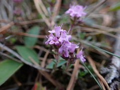 Thymus serpyllum