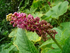 Phytolacca thyrsiflora