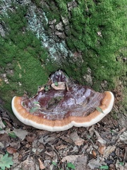Ganoderma resinaceum