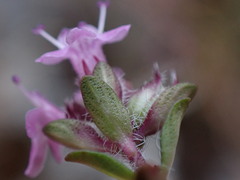 Thymus serpyllum