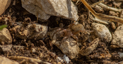 Trochosa