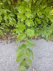 Ulmus
