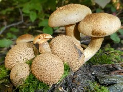 Pseudoboletus parasiticus