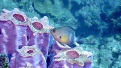 Stegastes partitus