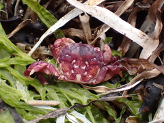 Hemigrapsus nudus