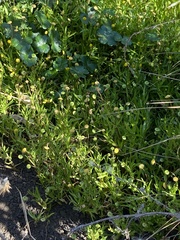 Cotula coronopifolia