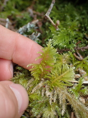 Kindbergia oregana