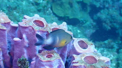 Stegastes partitus