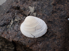 Leukoma staminea