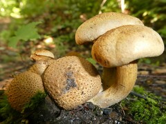 Pseudoboletus parasiticus
