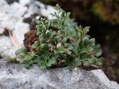 Asplenium ruta-muraria