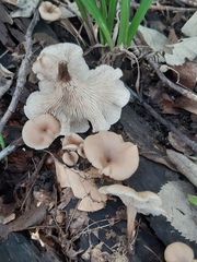 Lentinellus micheneri