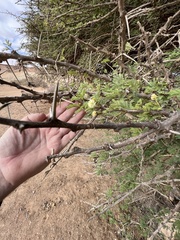 Vachellia tortilis