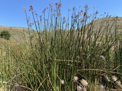 Schoenoplectus californicus