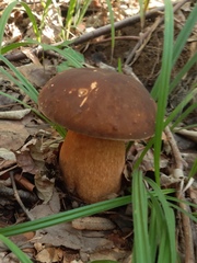 Boletus reticulatus