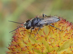 Astata